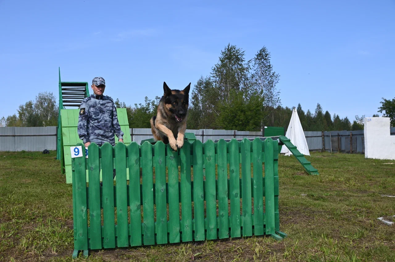 Фото В Новосибирске показали, как работают кинологи и их собаки в региональном ГУФСИН 2